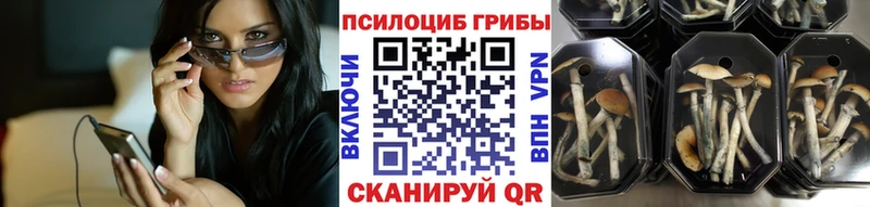 Купить Катав-Ивановск Псилоцибиновые грибы Psilocybine cubensis